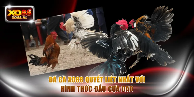 Đá gà XO88 quyết liệt nhất với hình thức đấu cựa dao