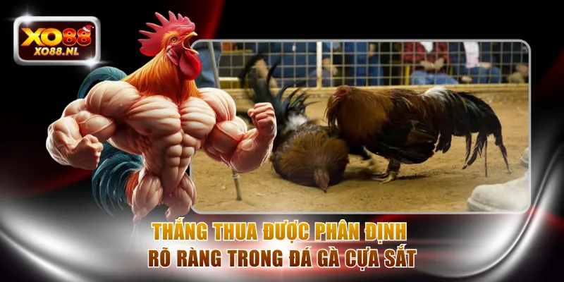 Thắng thua được phân định rõ ràng trong đá gà cựa sắt